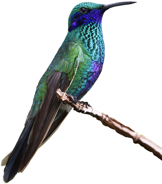 A Colorful Bird Sitting On A Branch