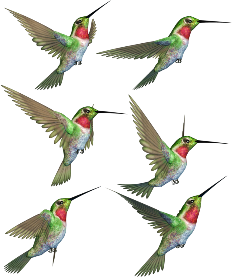 A Collage Of Hummingbirds