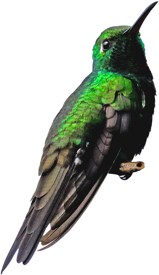 A Green And Black Bird