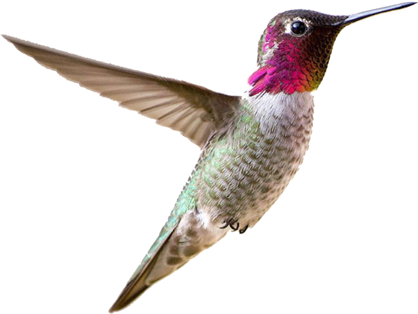 A Hummingbird Flying In The Air