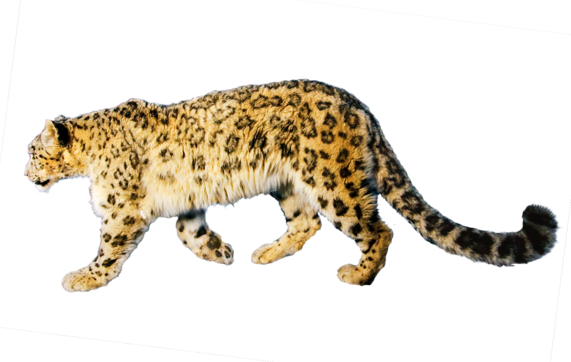 A Cheetah Walking On A Black Background