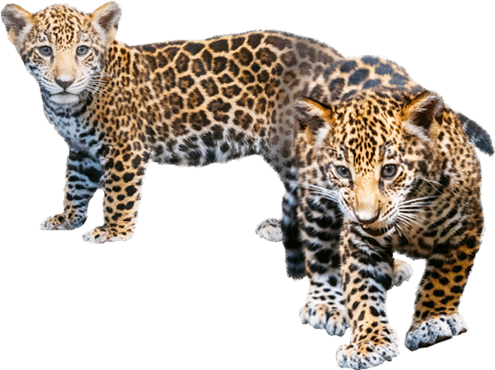 Two Cheetahs Standing On A Black Background