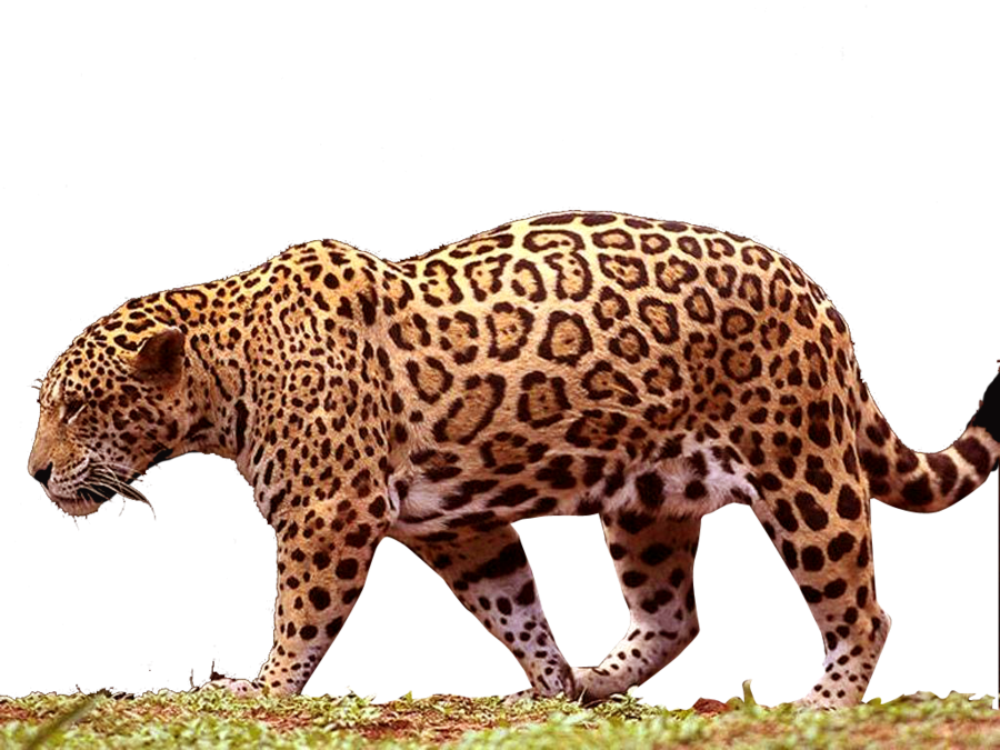 A Leopard Walking On Grass