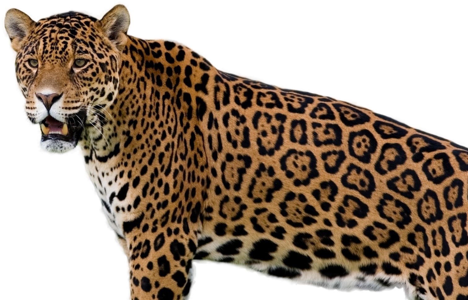 A Close Up Of A Leopard