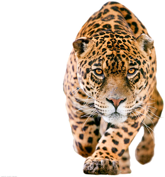 A Leopard With Black Background