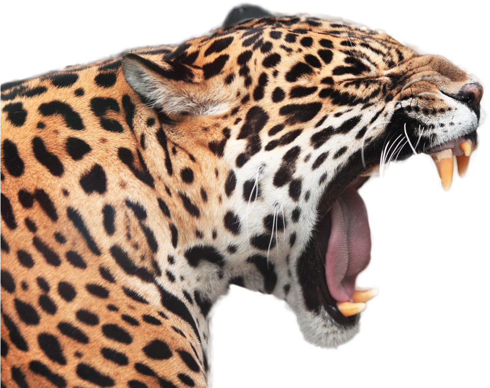 A Close Up Of A Leopard Yawning