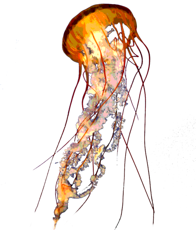 A Jellyfish With Red Tentacles