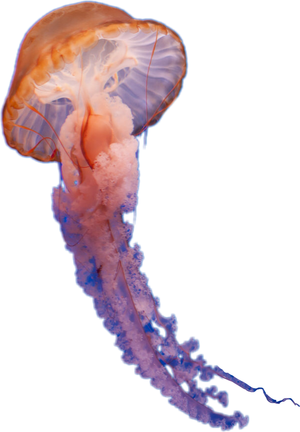 A Jellyfish With A Black Background