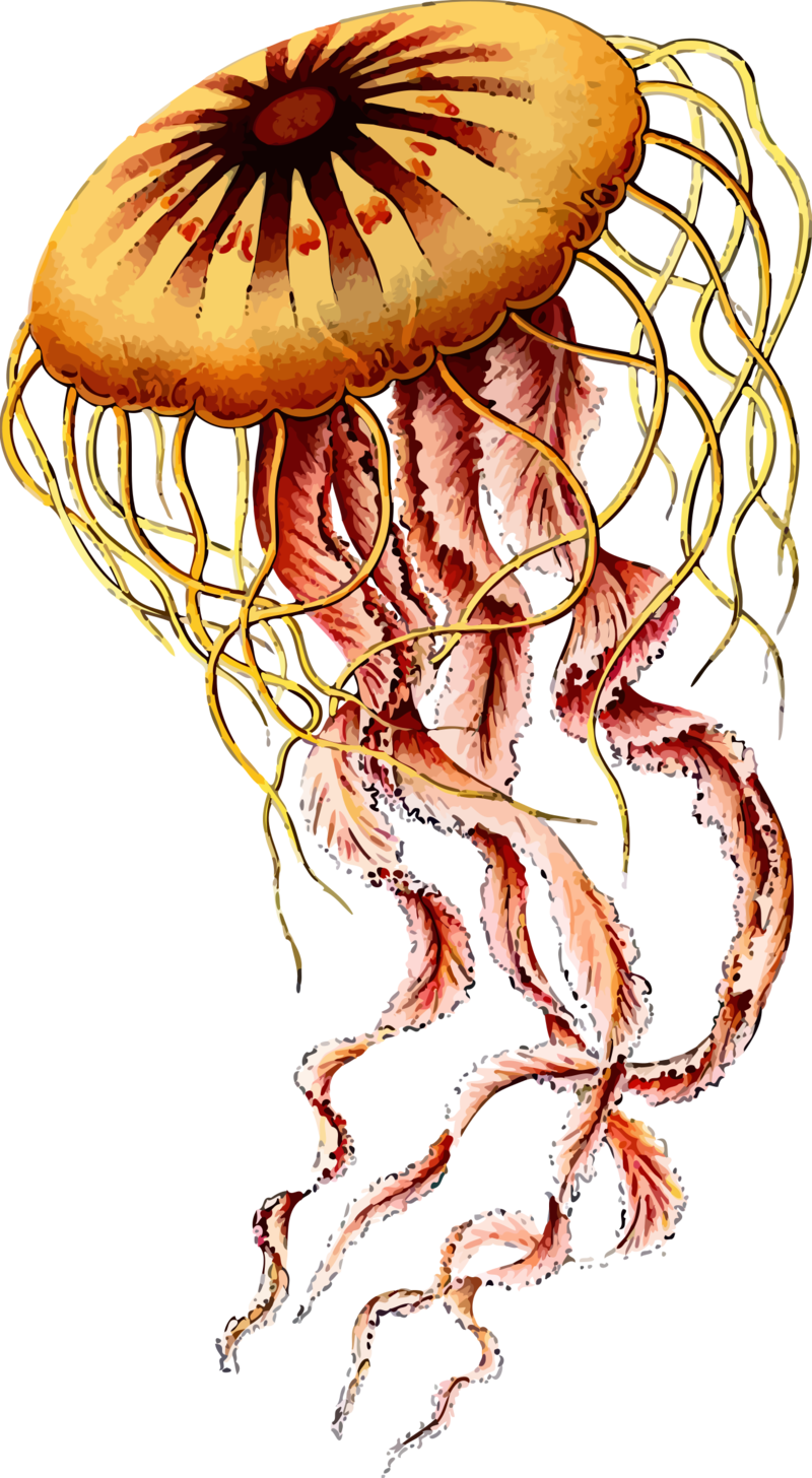 A Close Up Of A Jellyfish
