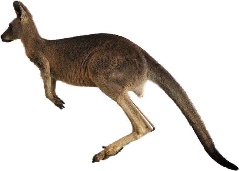 A Kangaroo With Long Tail