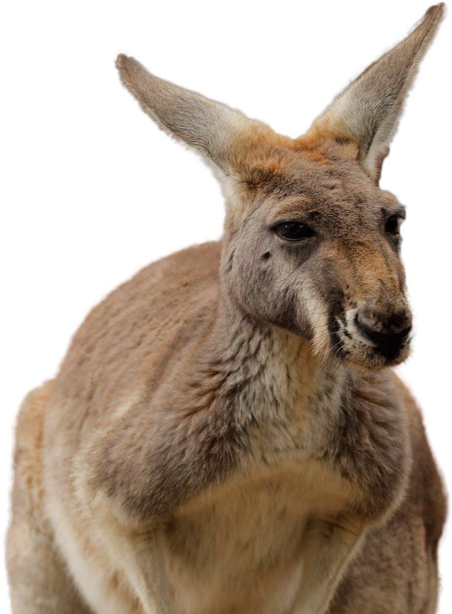 A Kangaroo With A Black Background