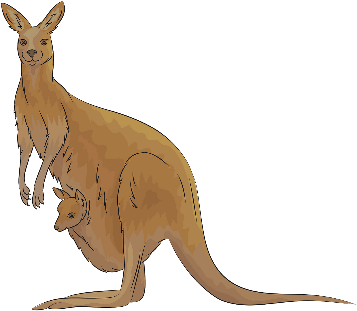 A Kangaroo With A Baby Kangaroo