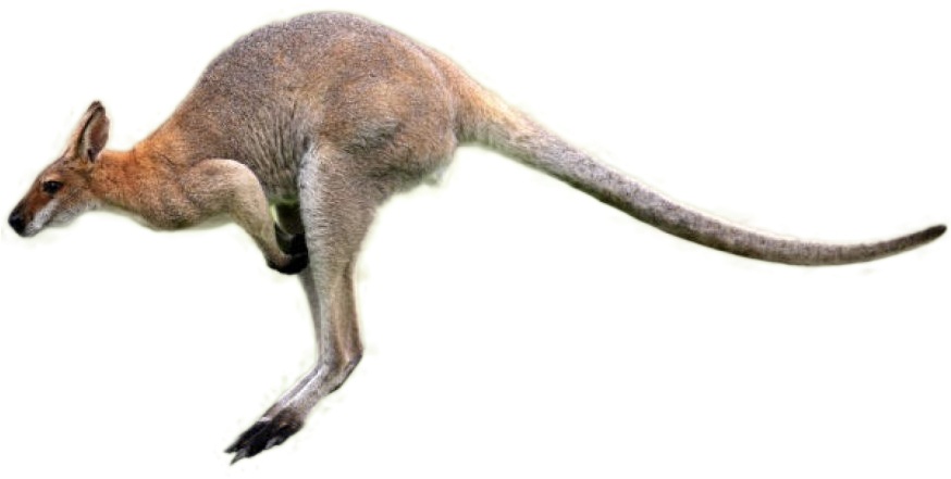 A Kangaroo With A Long Tail