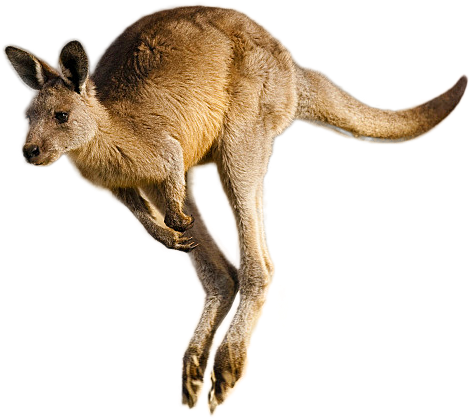 A Kangaroo Jumping In The Air
