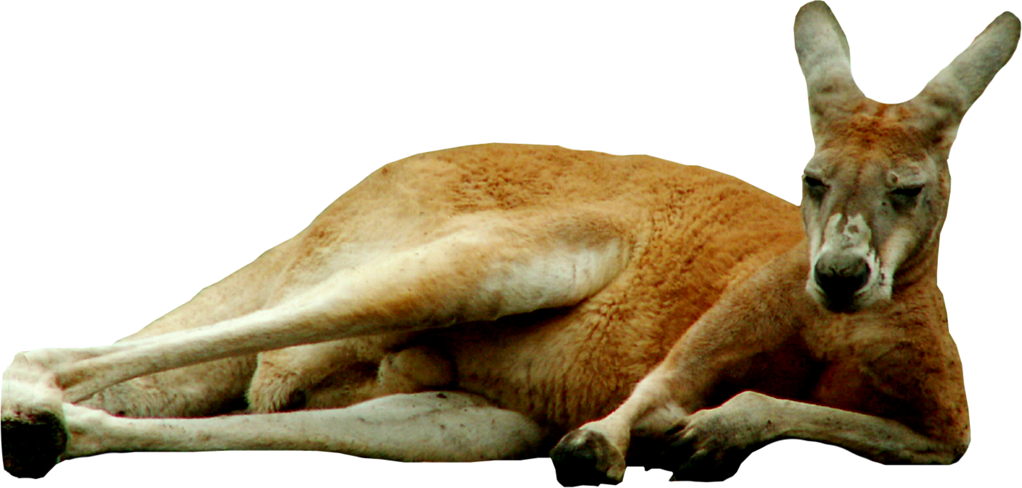 A Kangaroo Lying On The Ground