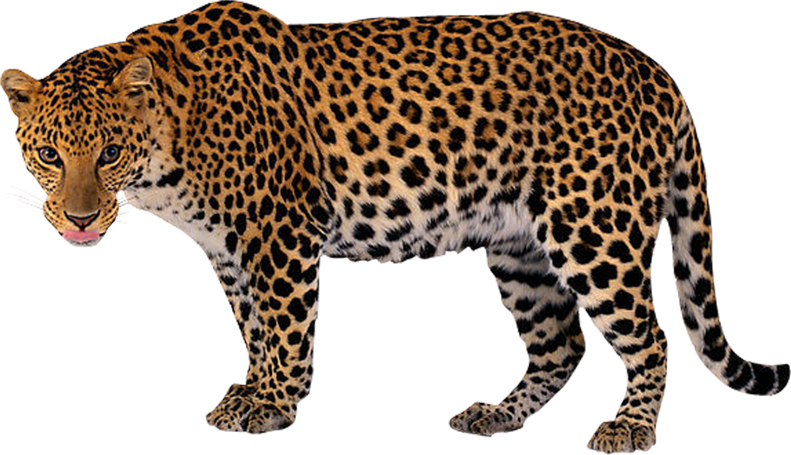 A Large Leopard With Black Spots