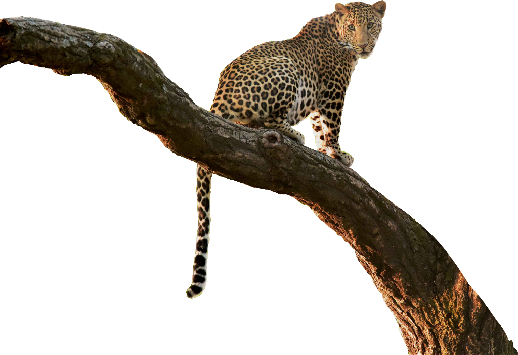A Leopard Sitting On A Tree Branch