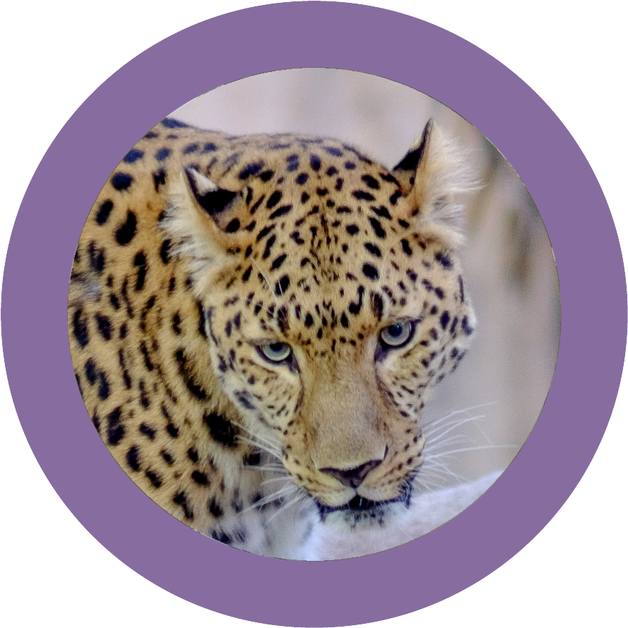 A Leopard With A Purple Circle Around It