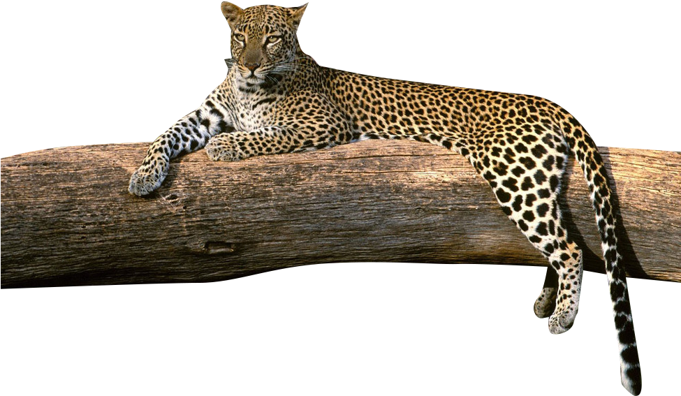 A Leopard Lying On A Log