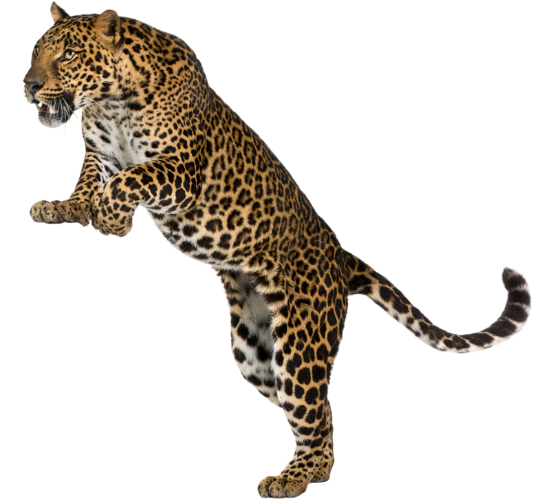 A Leopard Standing On Its Hind Legs