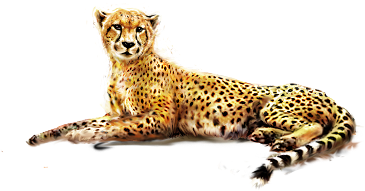 A Cheetah Lying Down