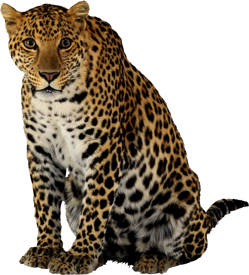 A Leopard Sitting On The Ground