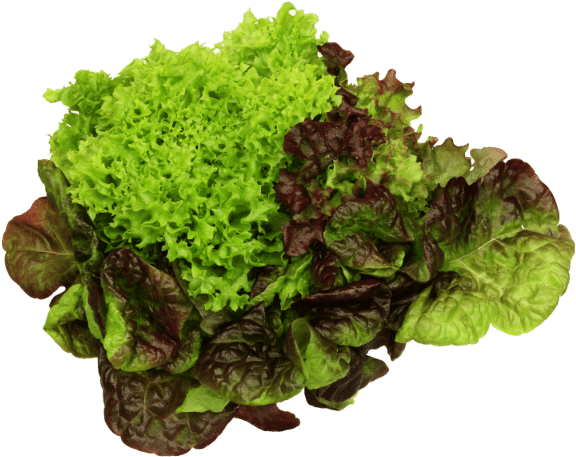 A Green And Red Lettuce