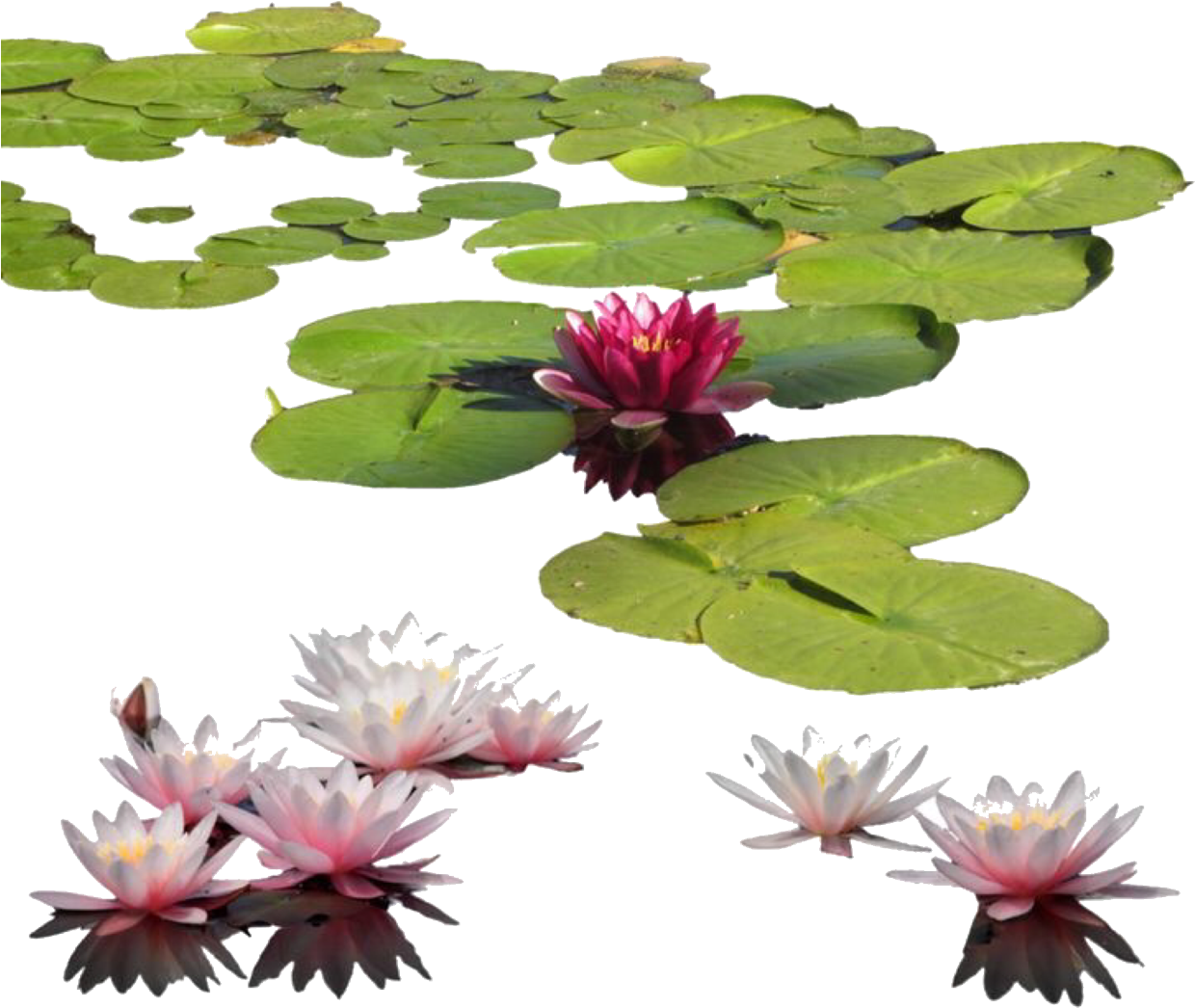 Lily Pads And Flowers On A Surface