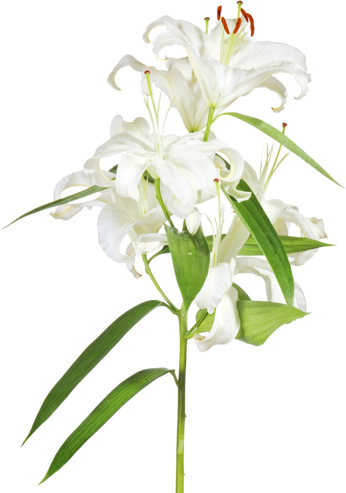A White Lily With Green Leaves