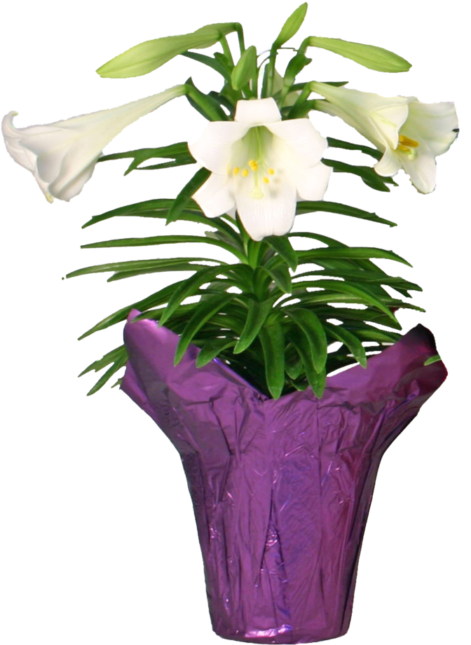 A White Flowers In A Purple Pot