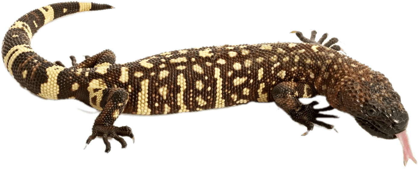 A Lizard With A Black Background
