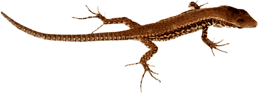 A Brown Lizard With Long Tail