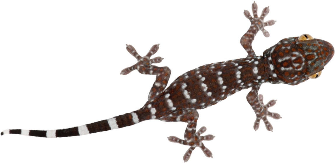 A Brown And White Spotted Lizard