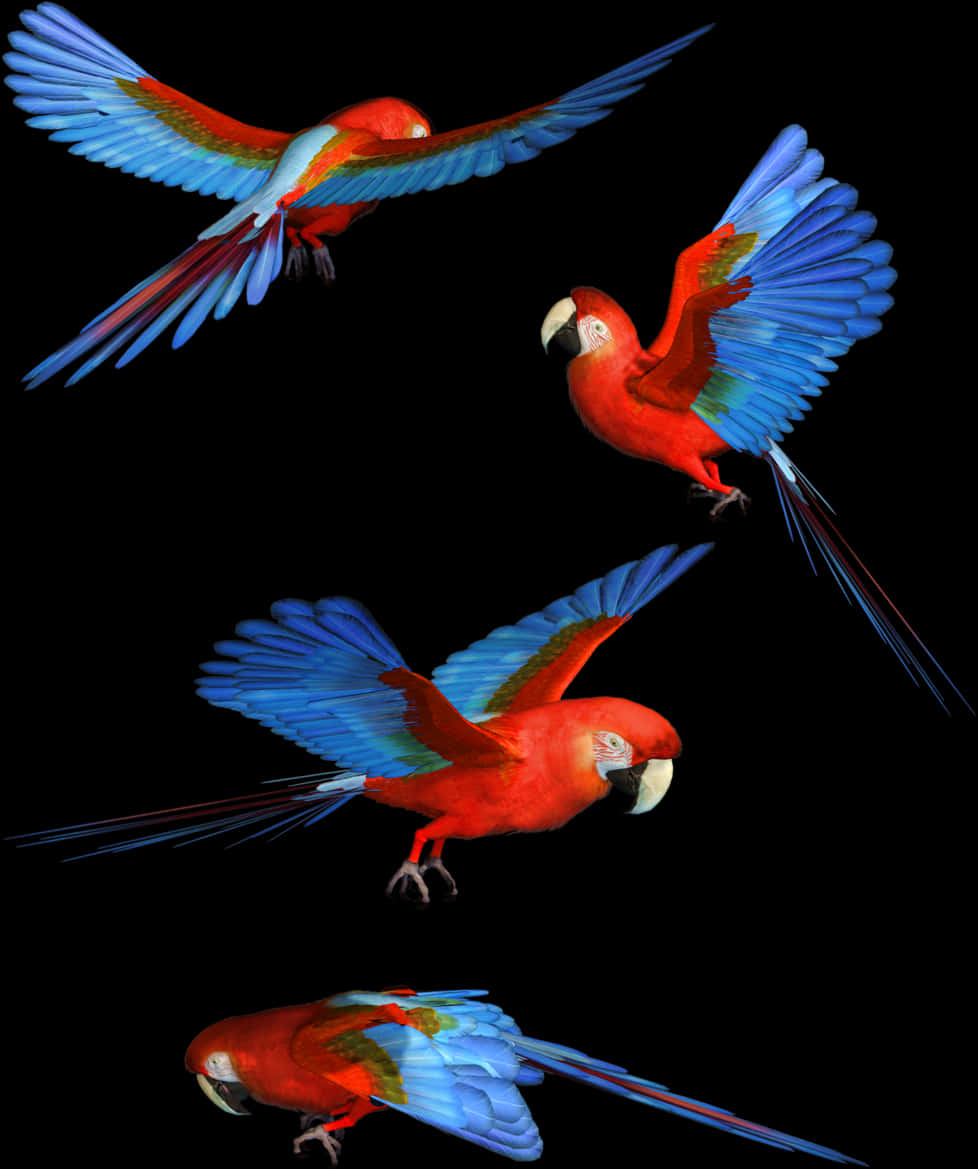 Parrot Birds Flying