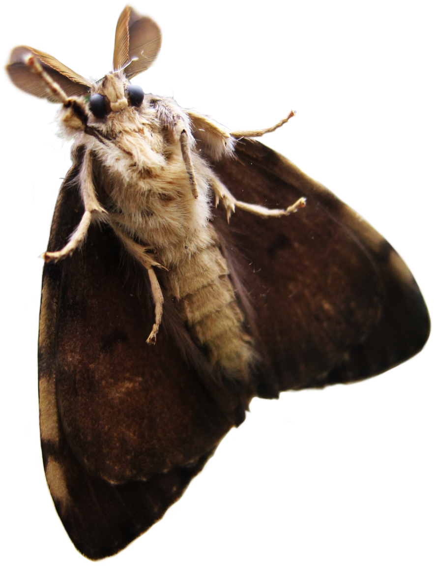 A Moth With Wings Spread