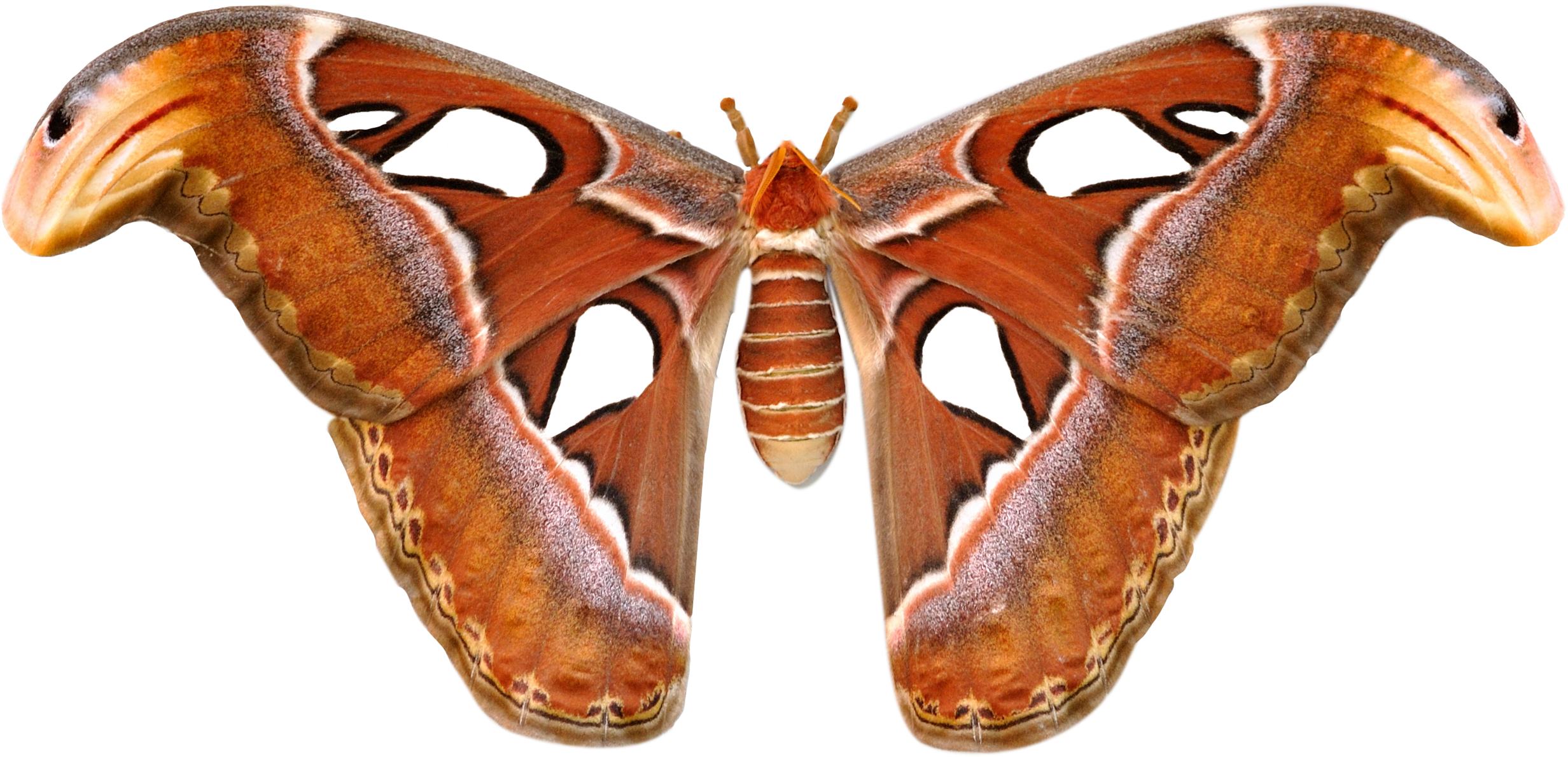 A Close Up Of A Moth