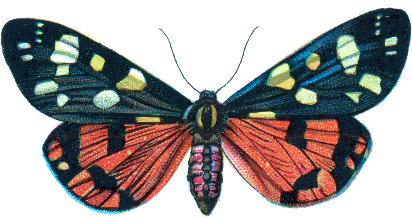 A Colorful Butterfly With Black And Yellow Spots