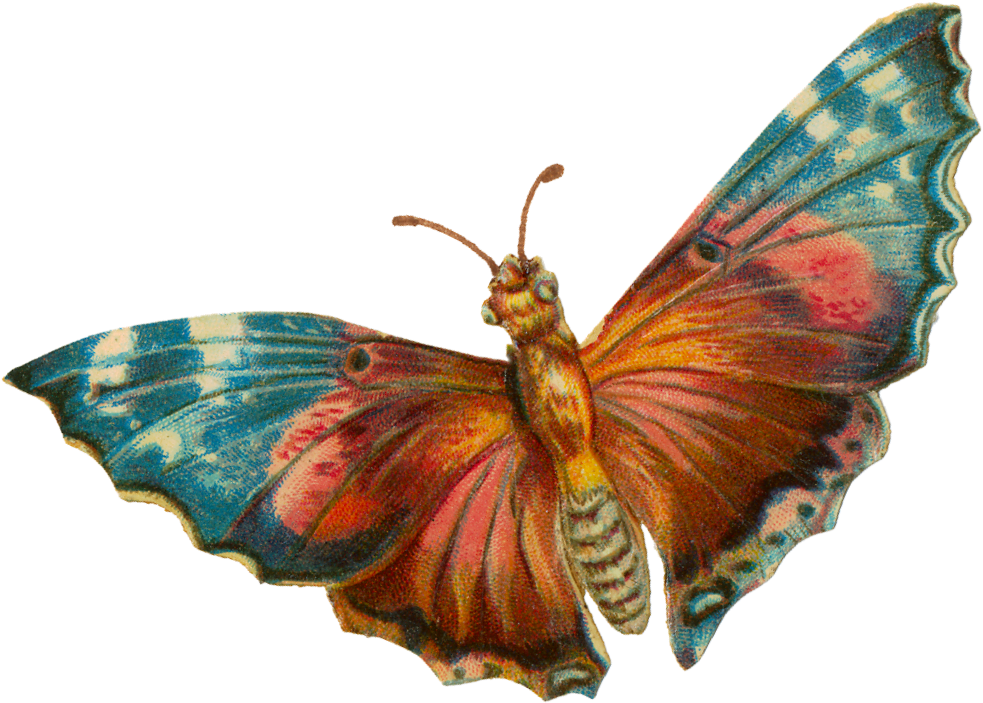 A Colorful Butterfly With Wings Spread