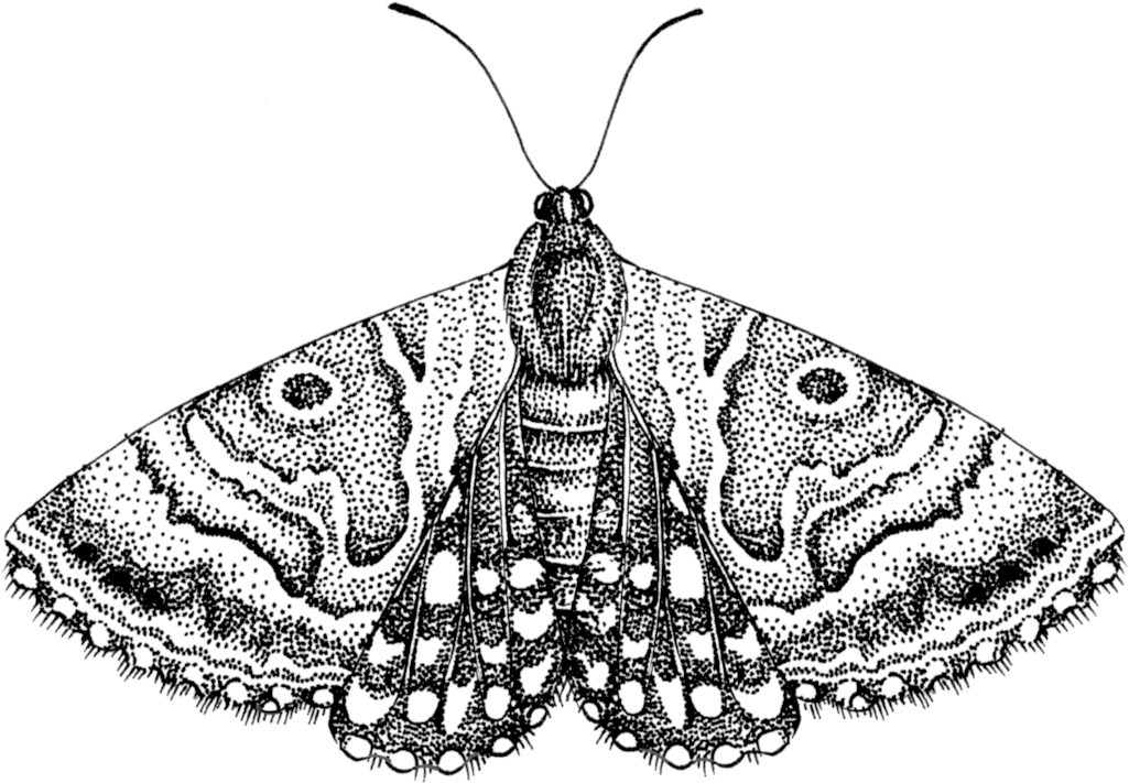 A Black And White Drawing Of A Moth