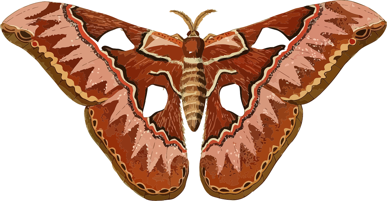A Close Up Of A Butterfly