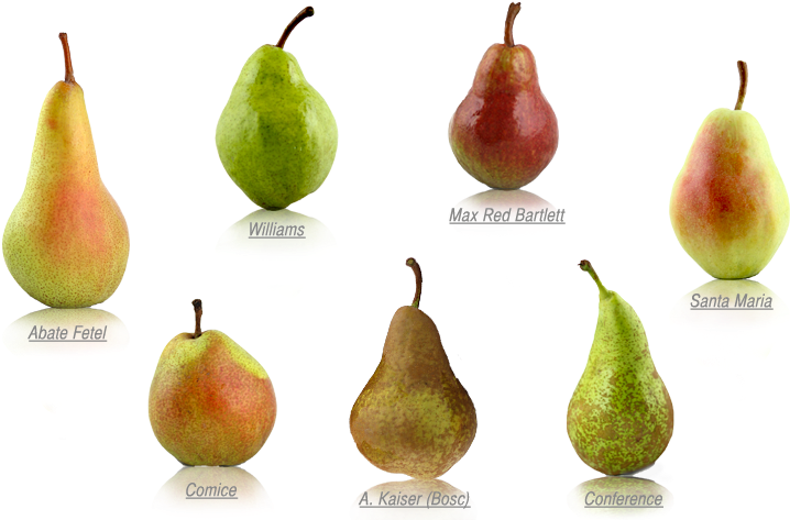A Group Of Pears With Names