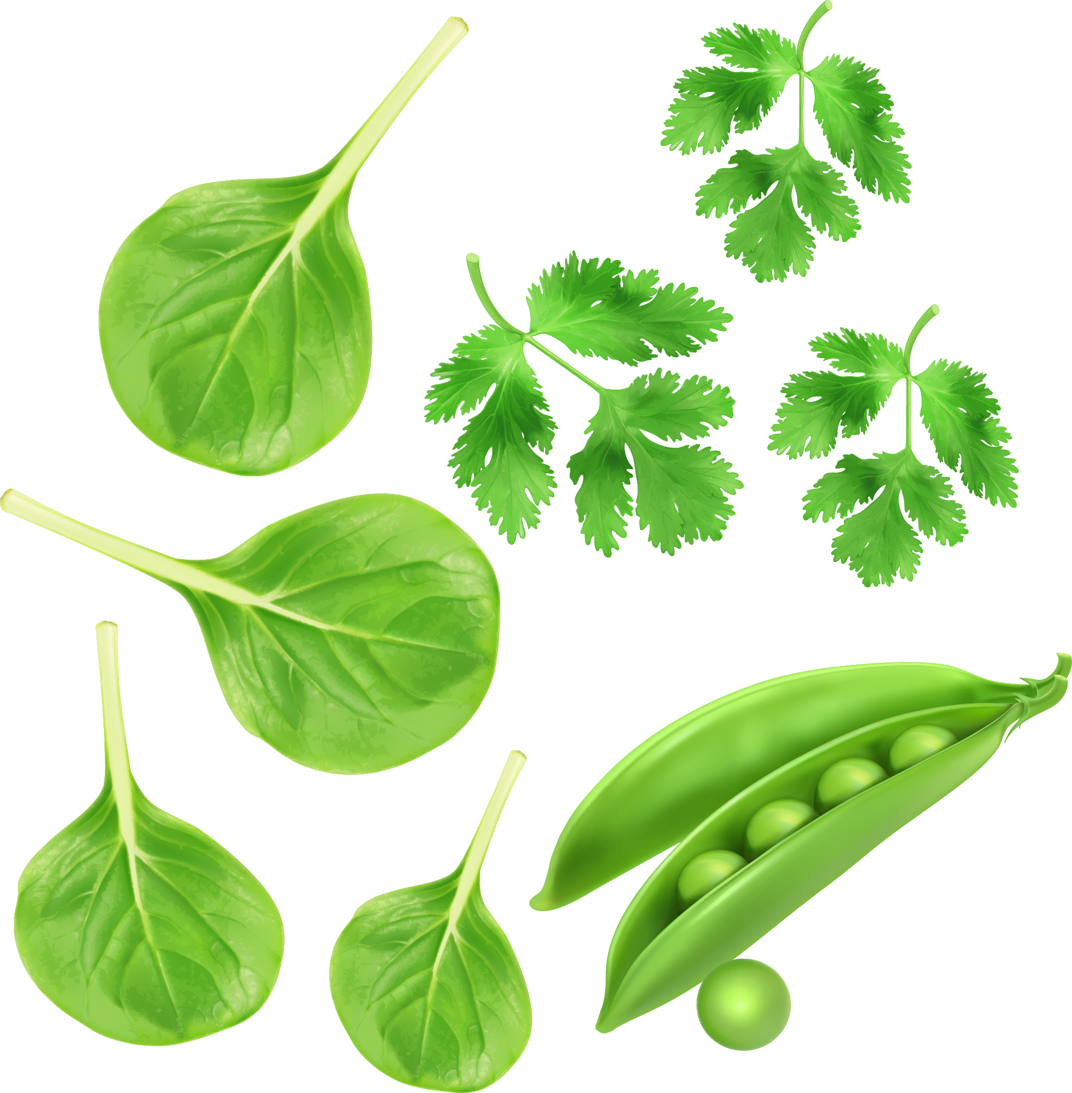 A Group Of Leaves And A Pea