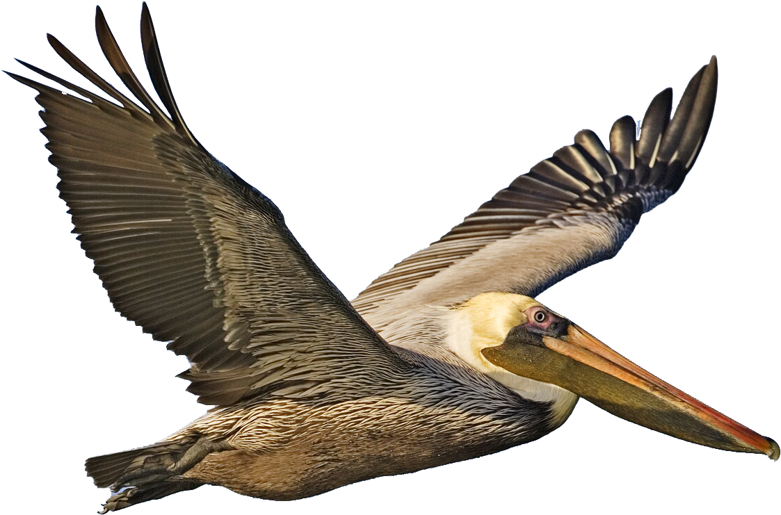 A Brown Pelican Flying With A Black Background