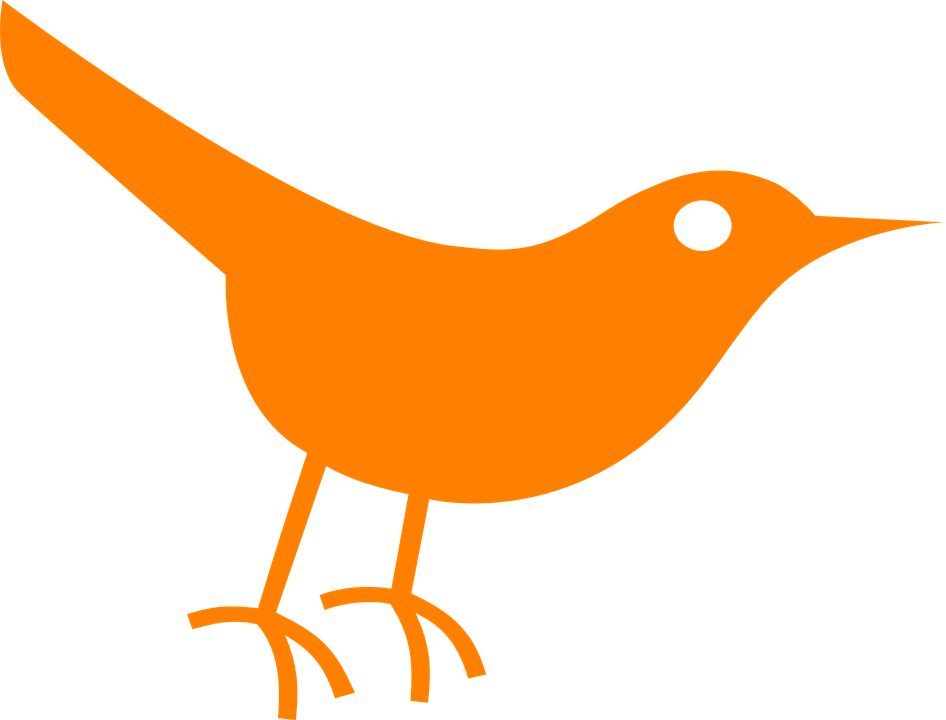 A Orange Bird With Black Background
