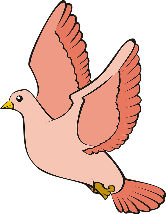 Download Pigeon Images Png File