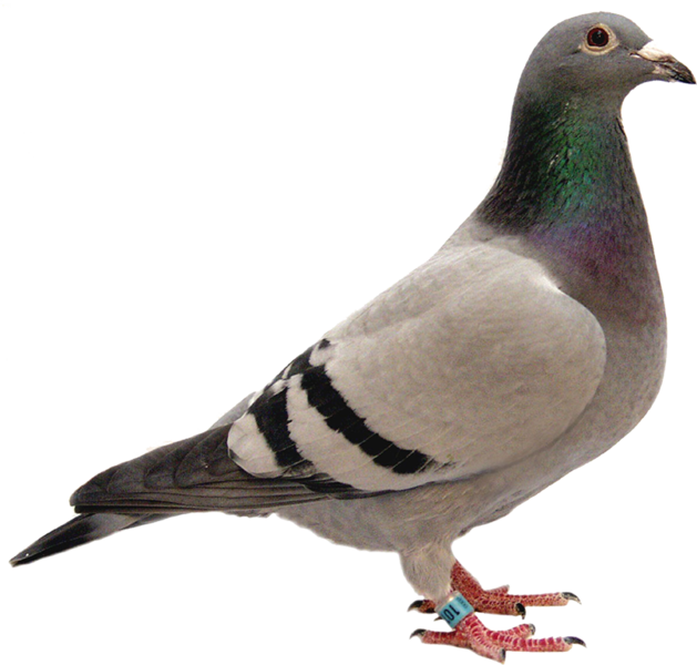 Download Pigeon Images Png File