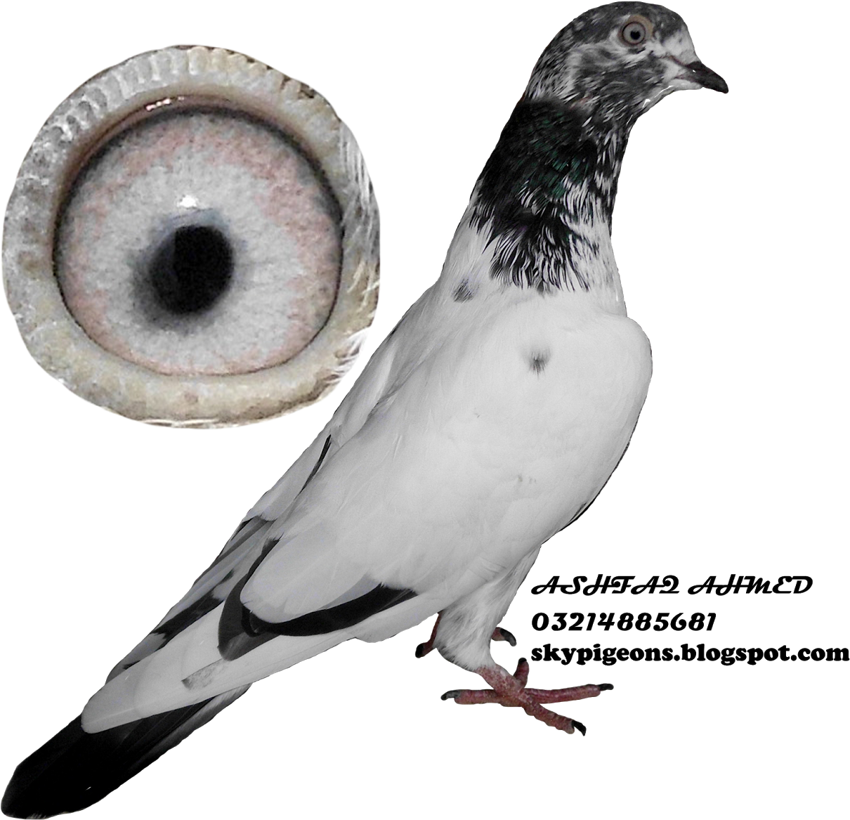 Download Pigeon Images Png File