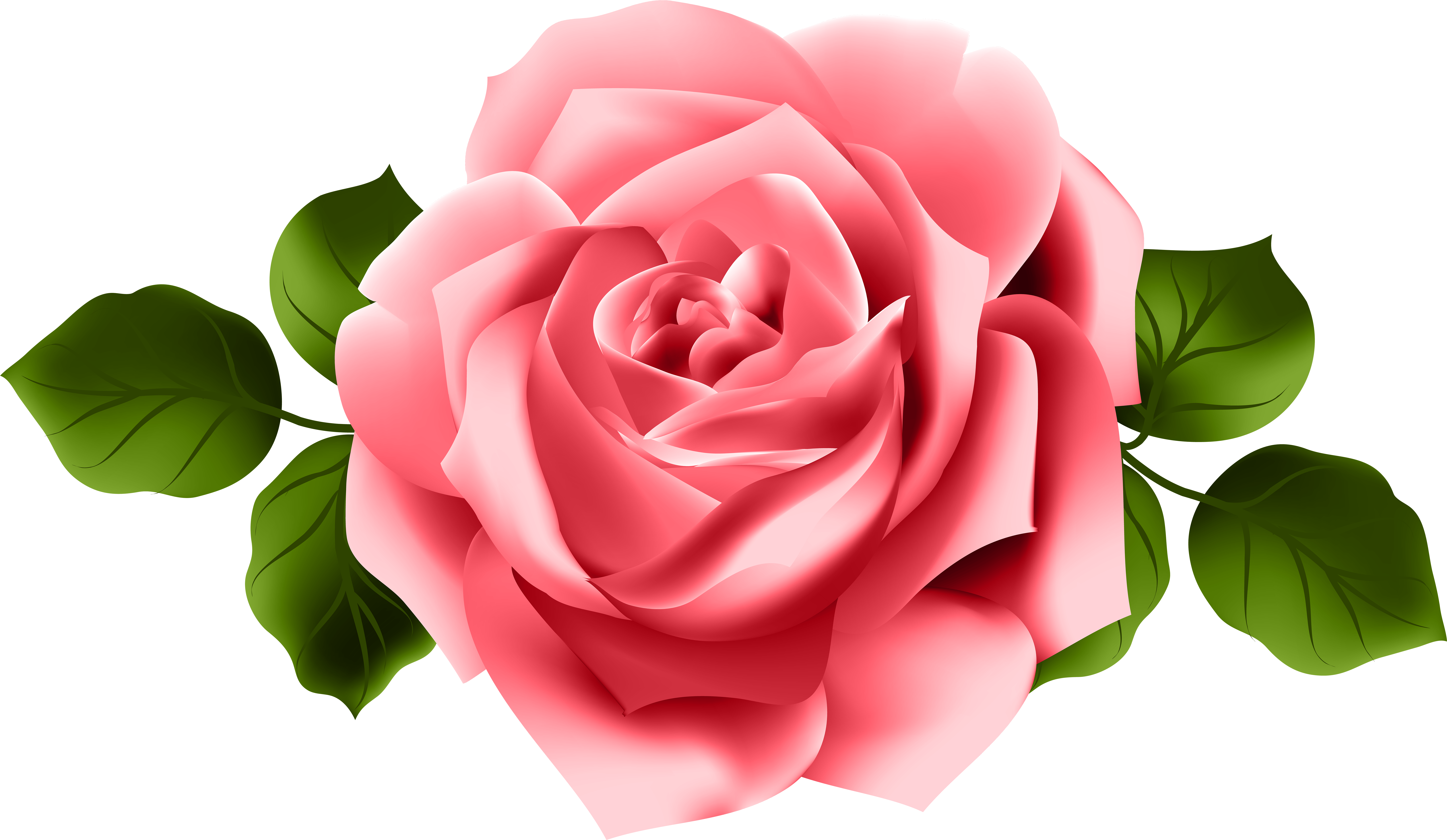 A Pink Rose With Green Leaves