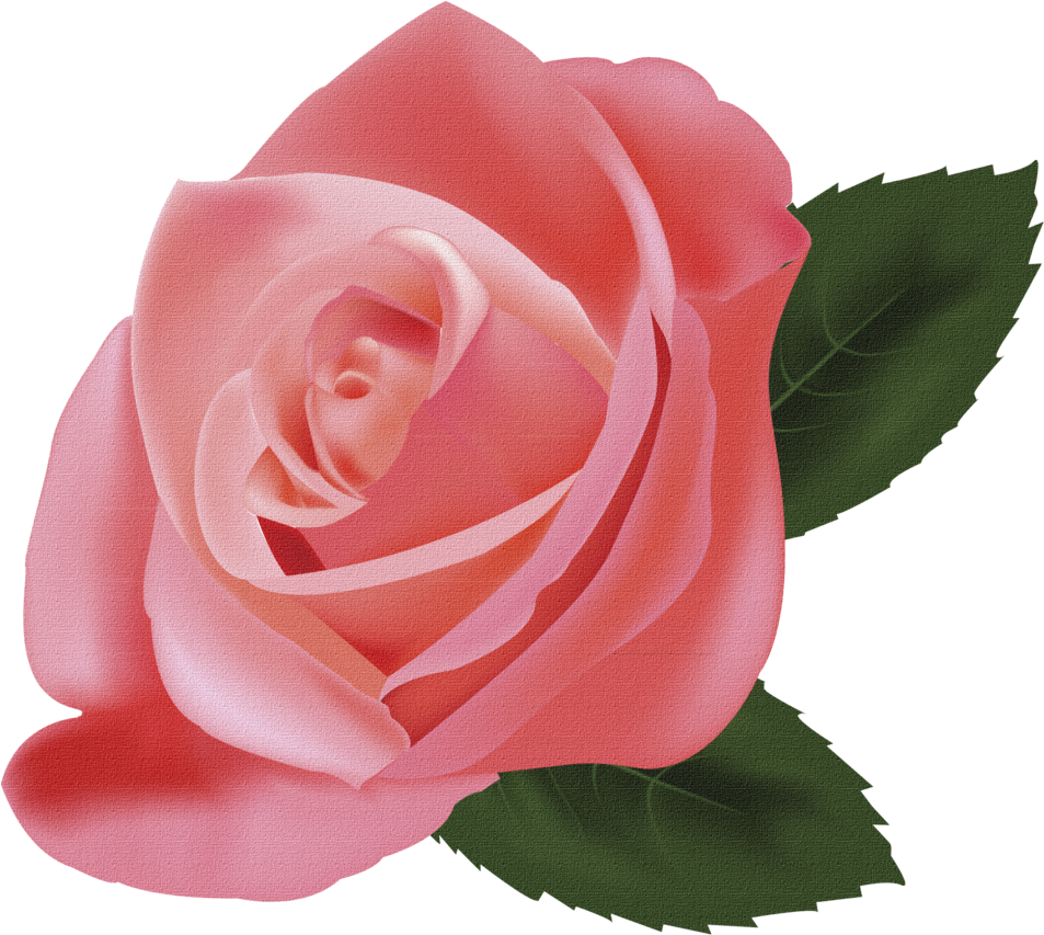 A Close Up Of A Pink Rose
