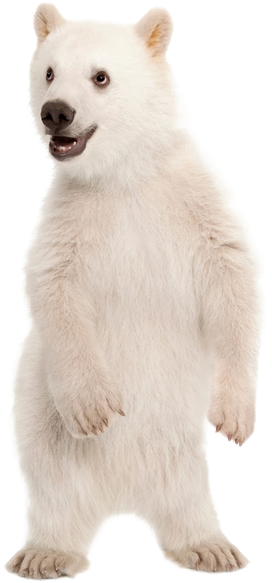 A White Bear Standing On Its Hind Legs